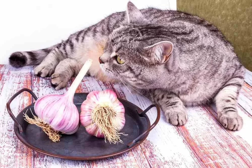 gatoscomenajo.webp