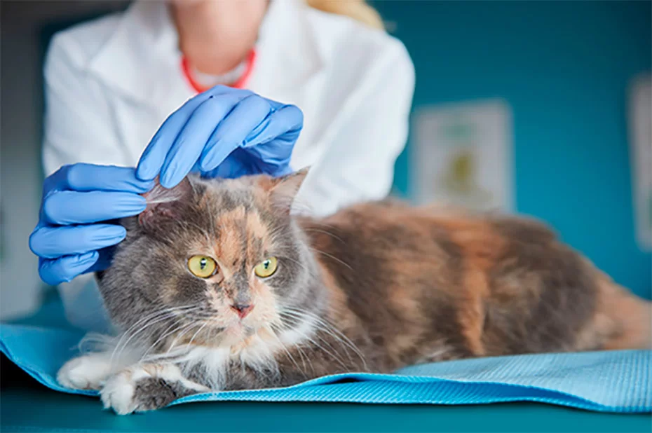 Parvovirus en gatos: síntomas, contagio y prevención