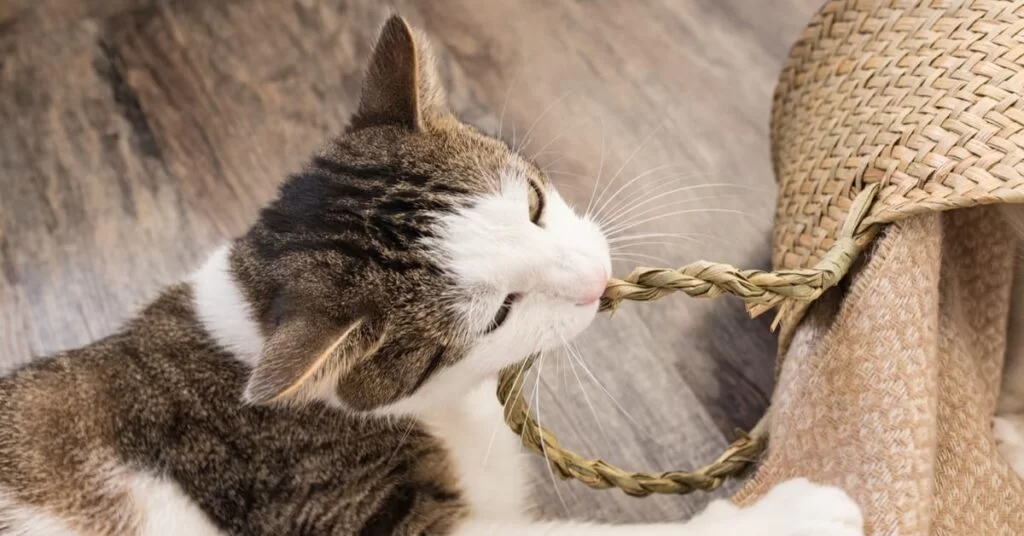 pica-in-cats.jpg