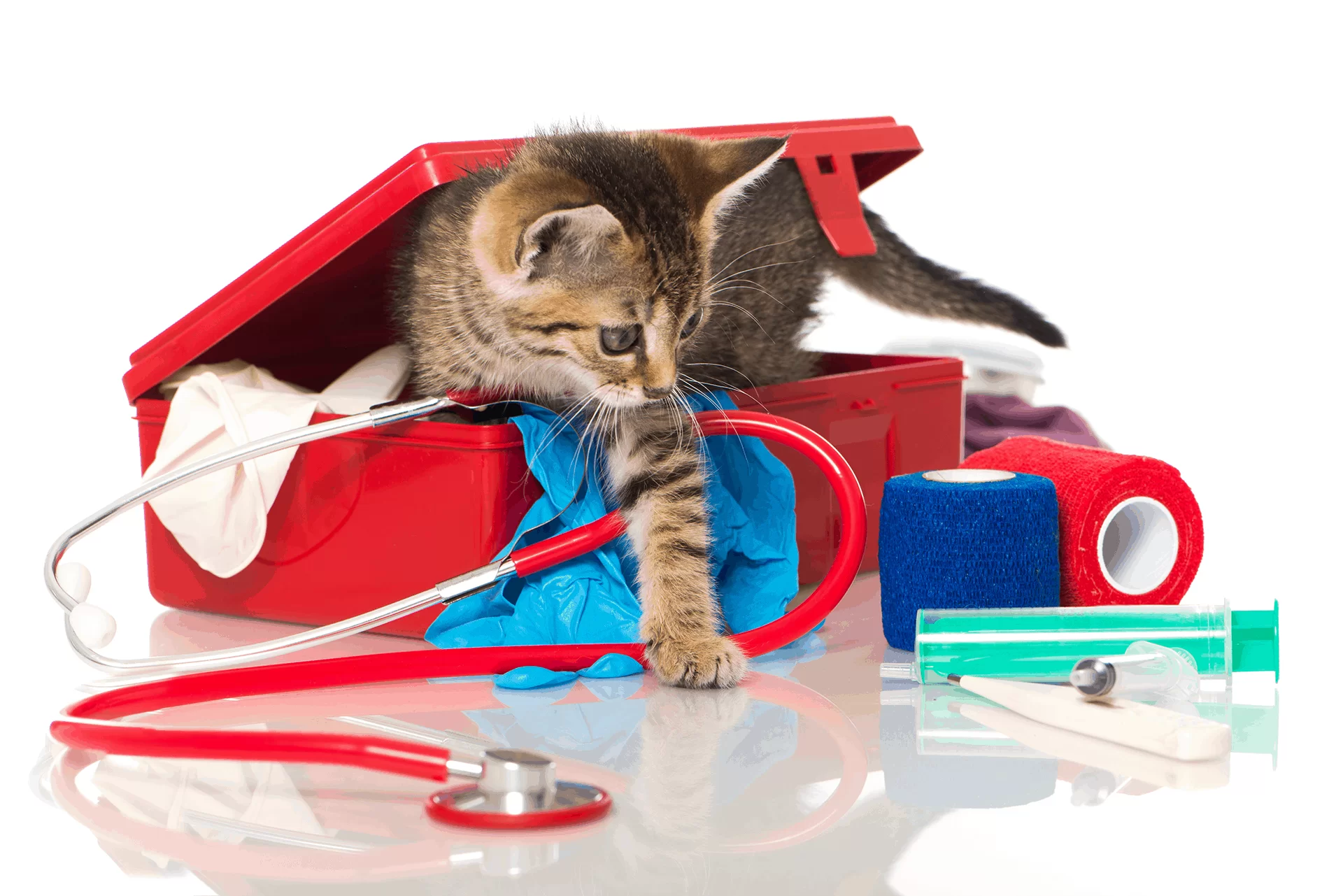 Primeros auxilios para gatos: qué hacer en una emergencia y cómo actuar paso a paso