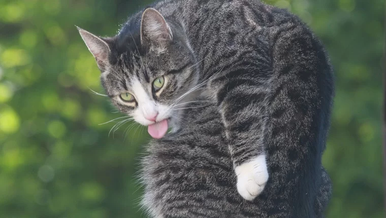 cat-stopped-.jpg