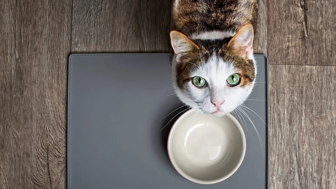 Cancatseatavocado.jpg