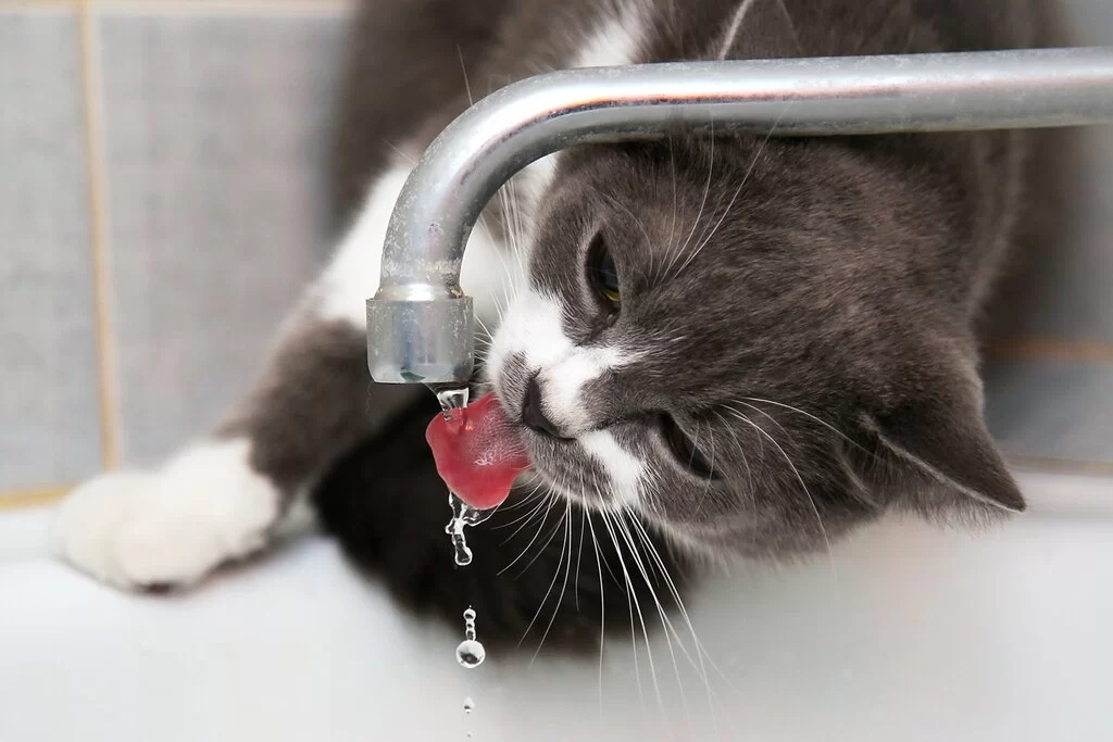 CatWaterFaucetsm.jpg