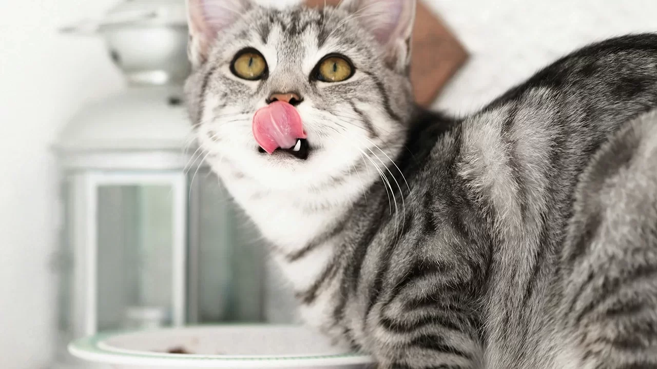 gatosnopuedencomerajo.webp