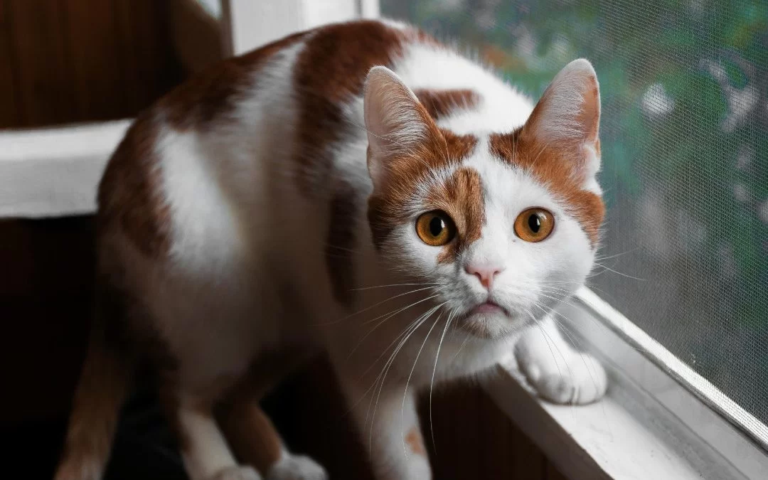 Síntomas de estrés en gatos: cómo detectarlo, causas y cuándo preocuparse