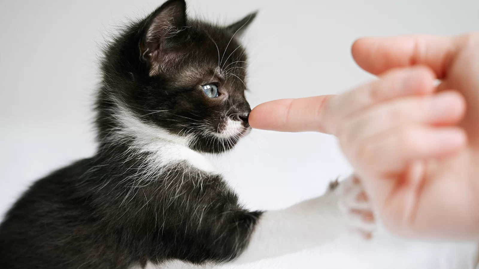 Kitten-Care.png