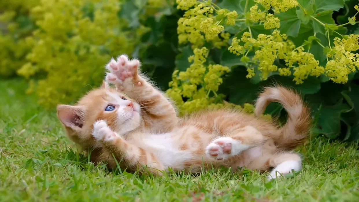 gatitojugando.webp