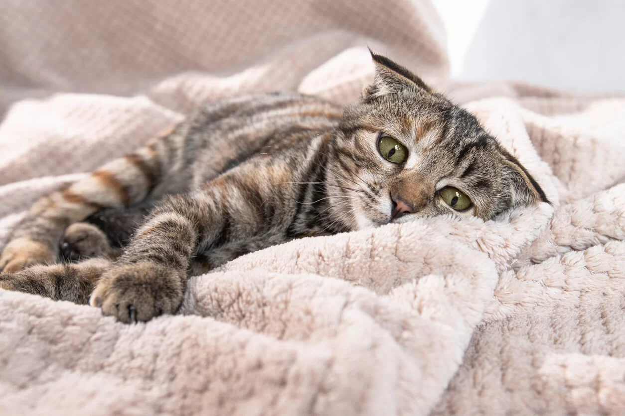 Cálculos renales en gatos: causas, síntomas y prevención