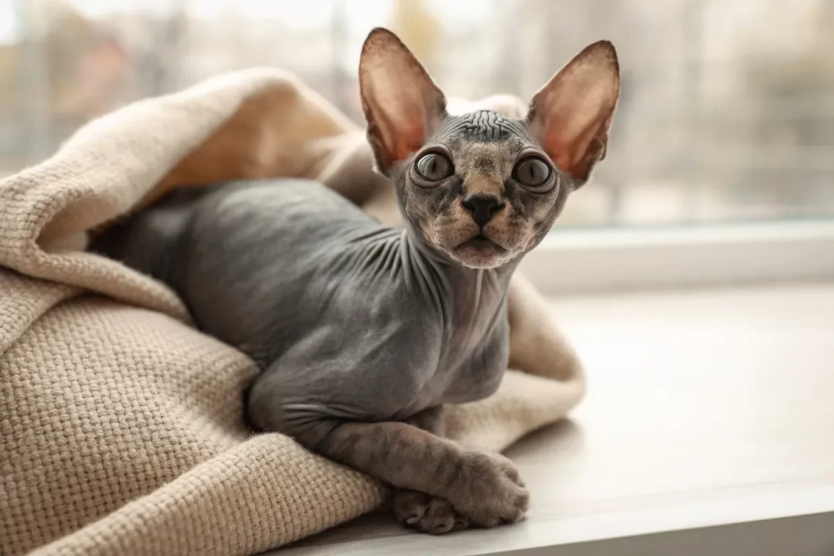 porqueselecaeelpeloalosgatos.webp