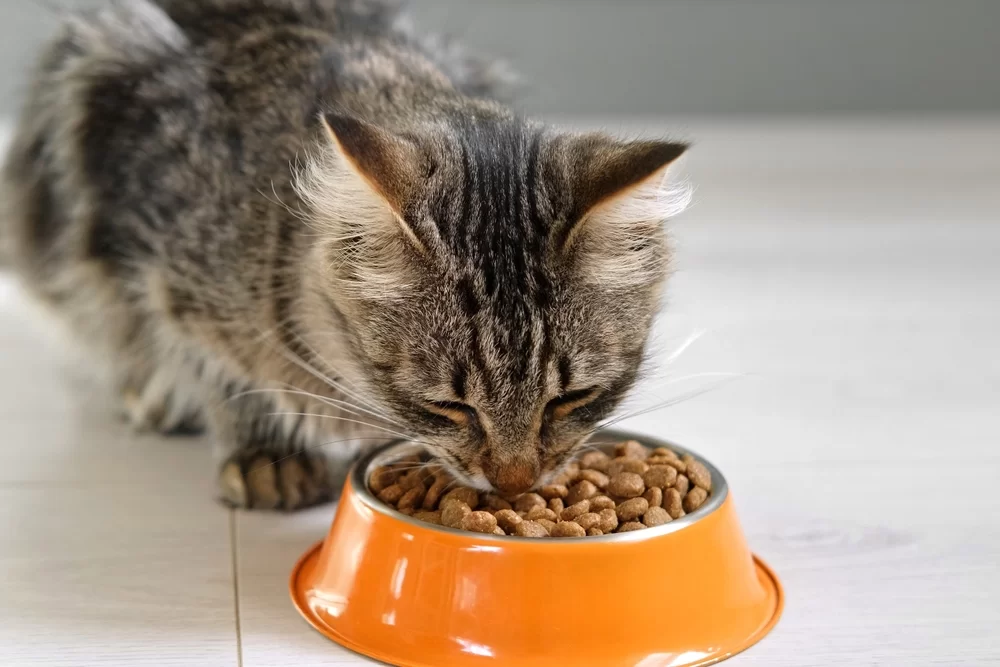 tabby-cat-eating-from-metal-bowl_Marina-Demidiuk_Shutterstock.jpg