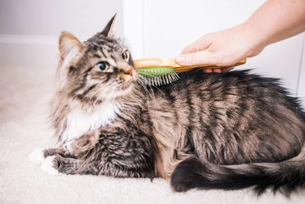Cada cuánto se debe cepillar un gato: Guía clínica y técnica