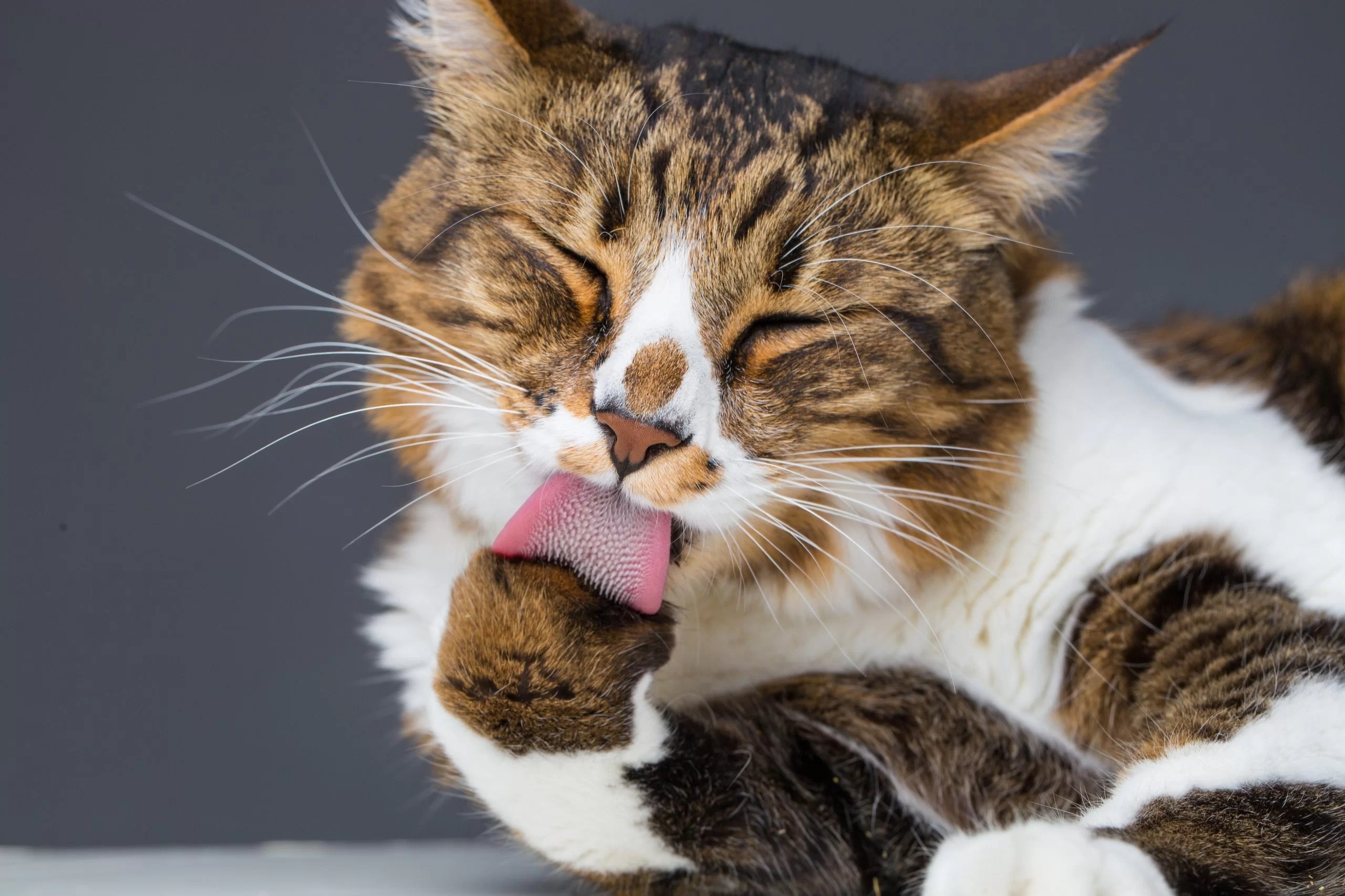 ¿Por qué la lengua de los gatos es áspera? Funciones y anatomía