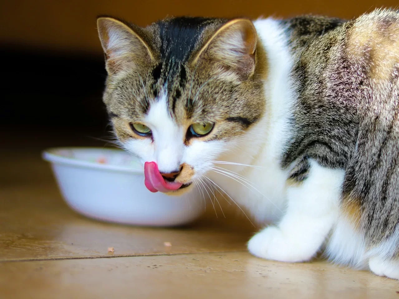 gatoajo.webp