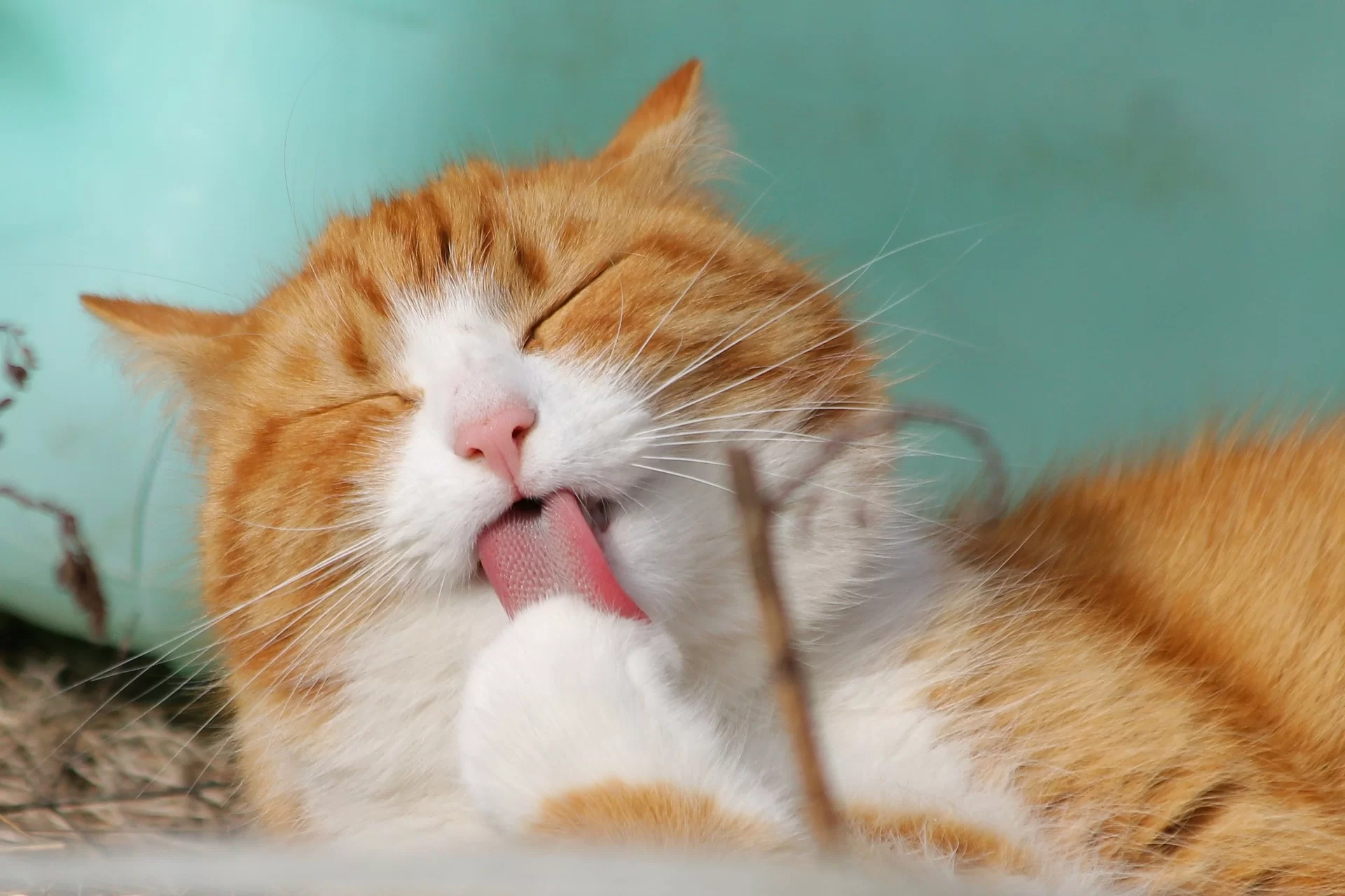 cat-clean-paws.jpg
