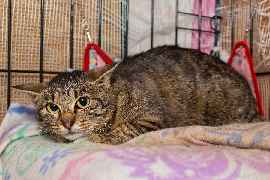 impact-of-stress-on-cat-health.webp
