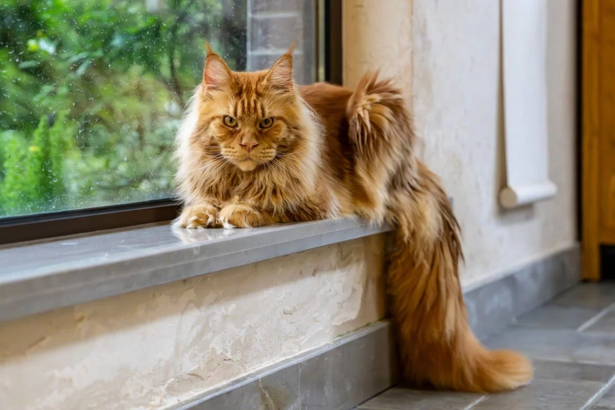 ¿Cuál es el gato más grande del mundo?