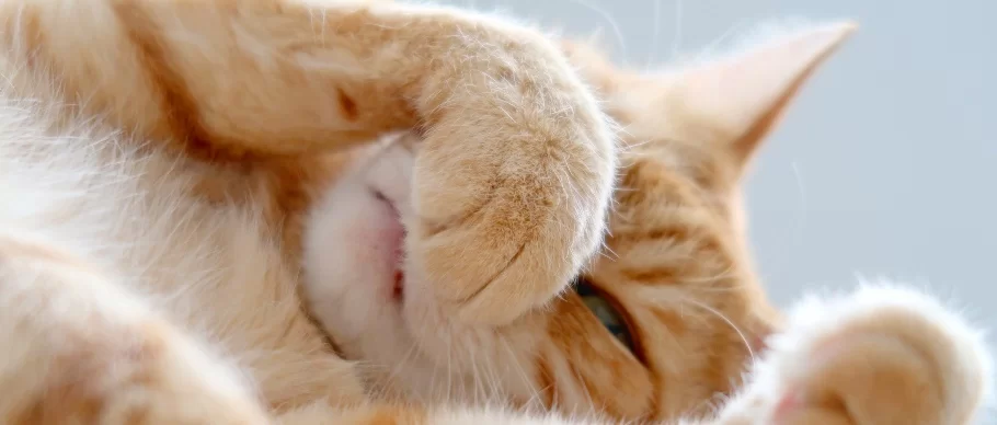Gripe en gatos: ¿puedes contagiar a tu gato?, síntomas y qué hacer en casa