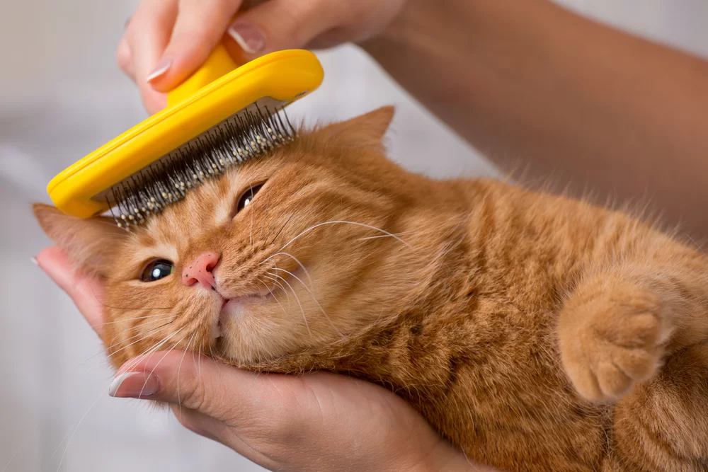 cat-brushing.jpg
