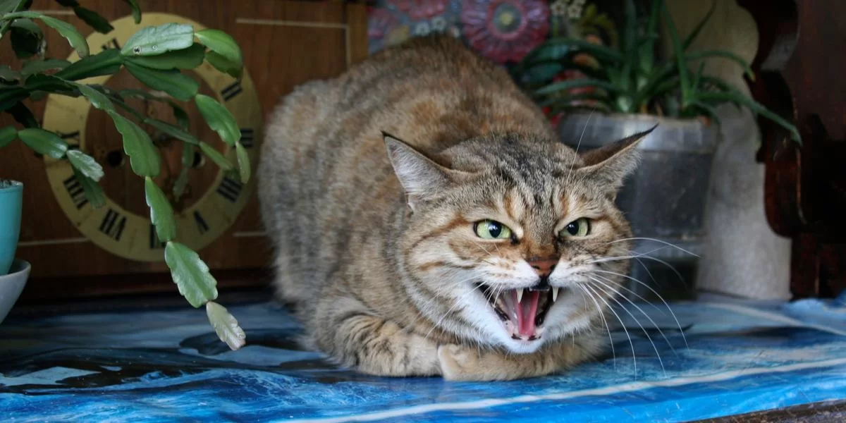 Stressed-Cat.jpg