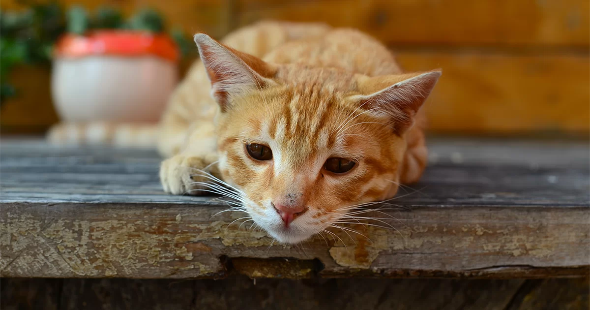 Linfoma en gatos: síntomas, tipos, tratamiento y pronóstico del cáncer felino