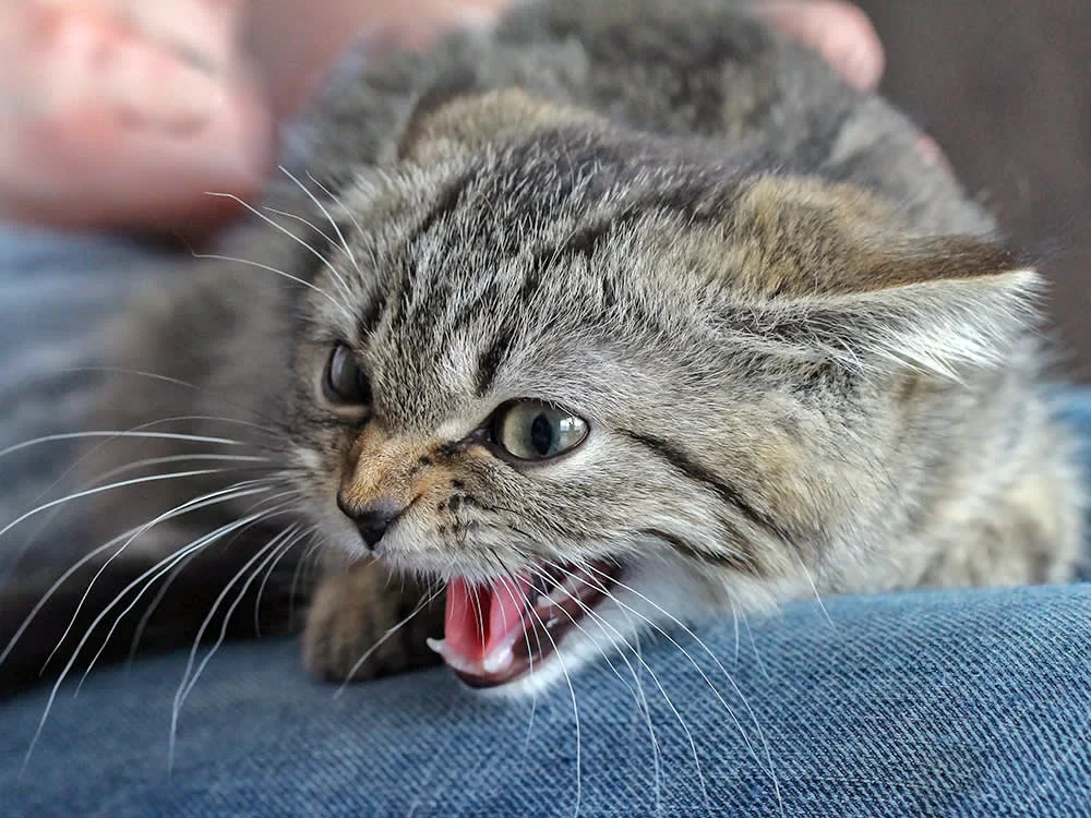 ¿Por qué los gatos siseán o bufan? Causas reales y cuándo preocuparse
