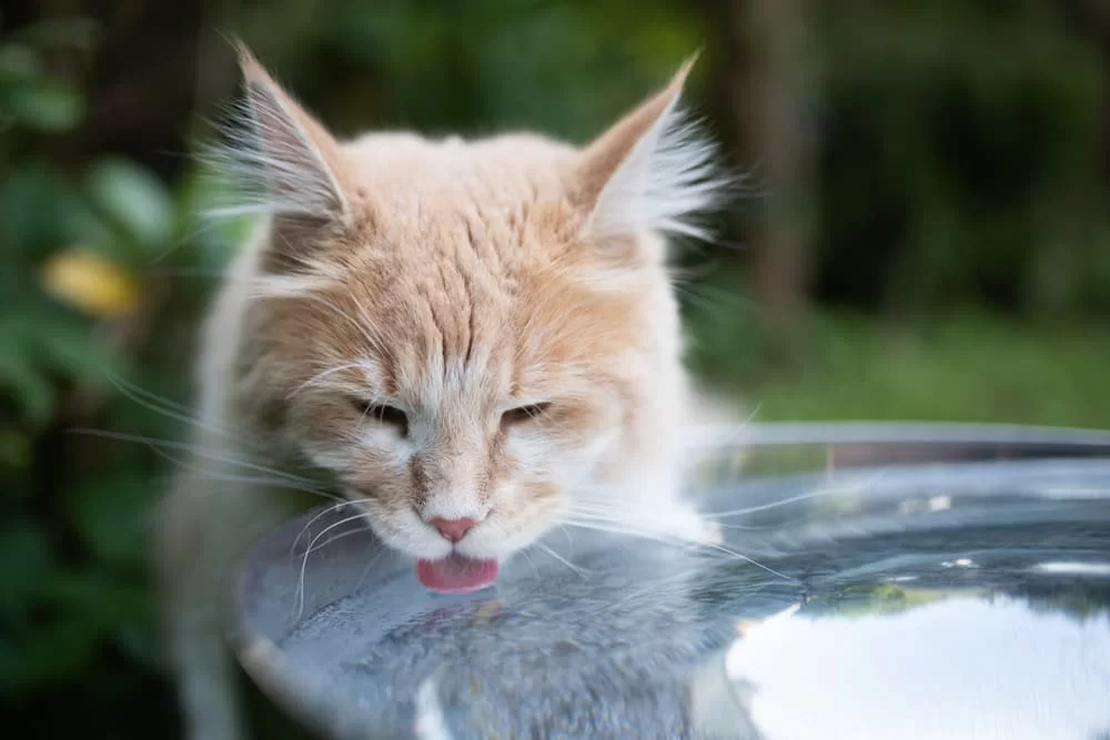 cat-drinking-water-main.jpg
