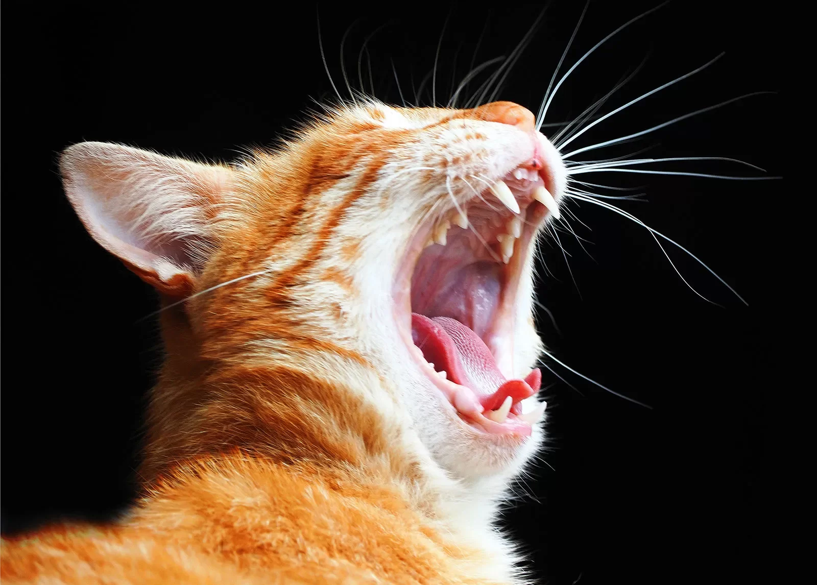 Diabetes en gatos: síntomas, causas y tratamiento (cómo saber si tu gato es diabético)
