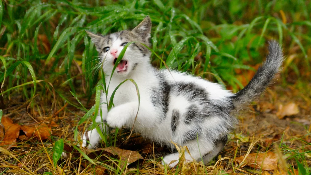 ¿Por qué los gatos comen pasto? Descubre si los gatos pueden comer pasto sin peligro y por qué a veces comen pasto y vomitan