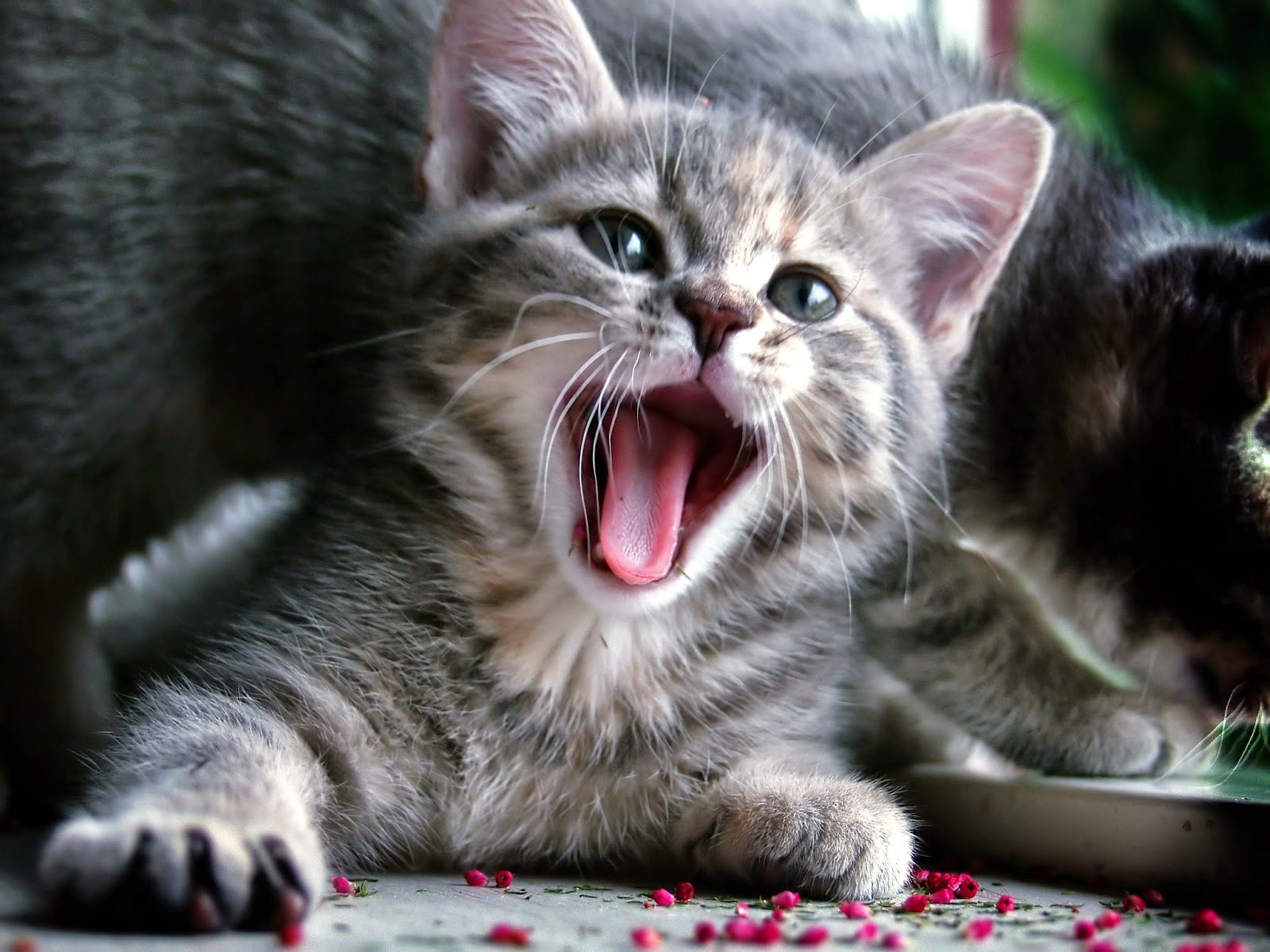 ¿Por qué los gatos ronronean?