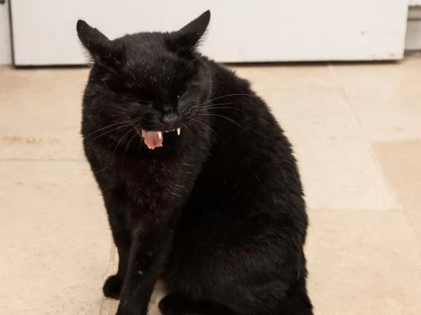 tos_en_gatos_sintomas_causas_y_tratamiento_23135_600.jpg