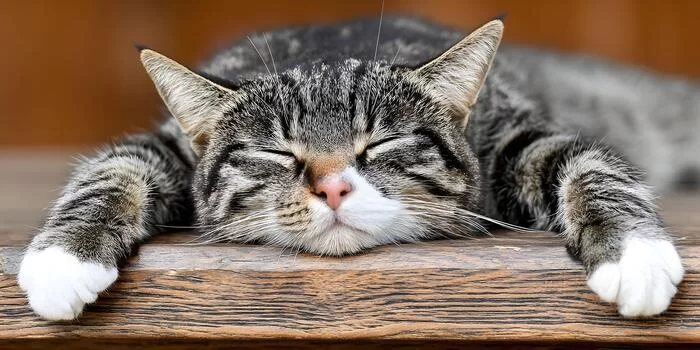 a-sleepy-striped-tabby-cat-.jpg