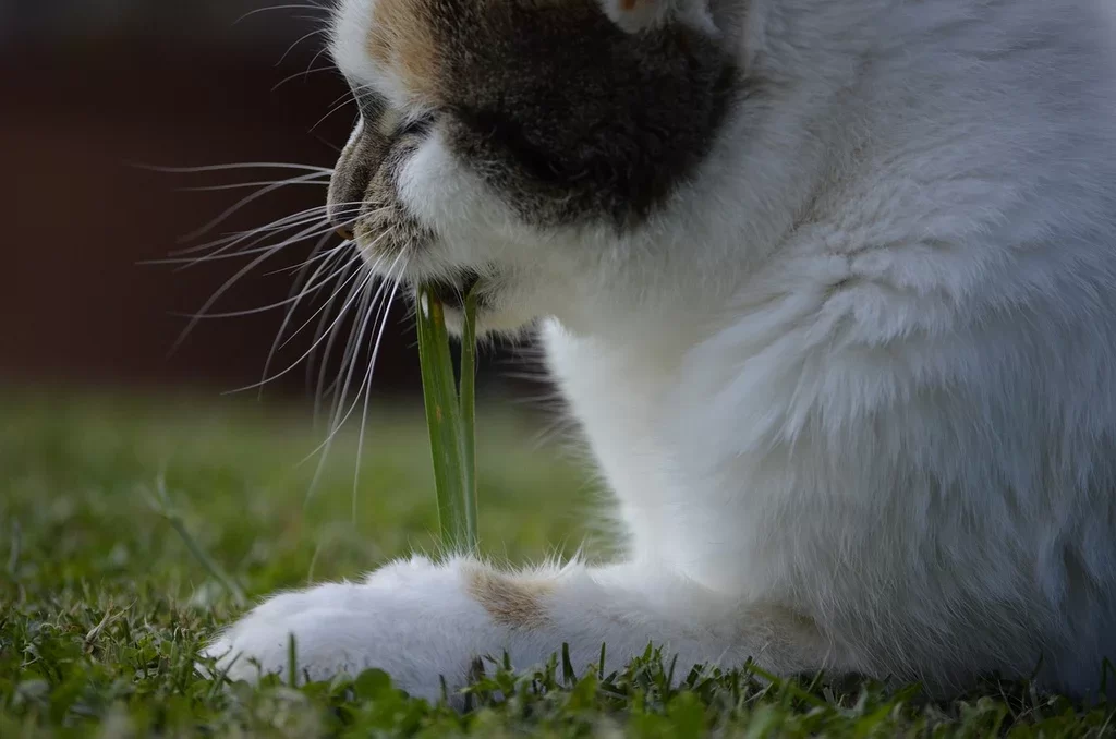 gatocomepasto4.webp