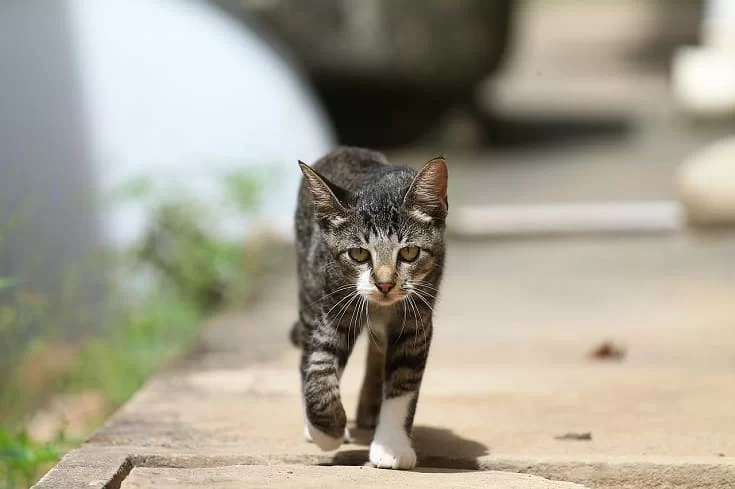 cat-walking.jpg