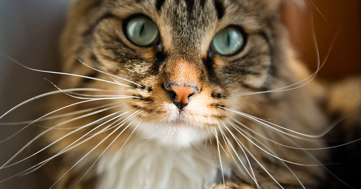gatosbigotess.jpg