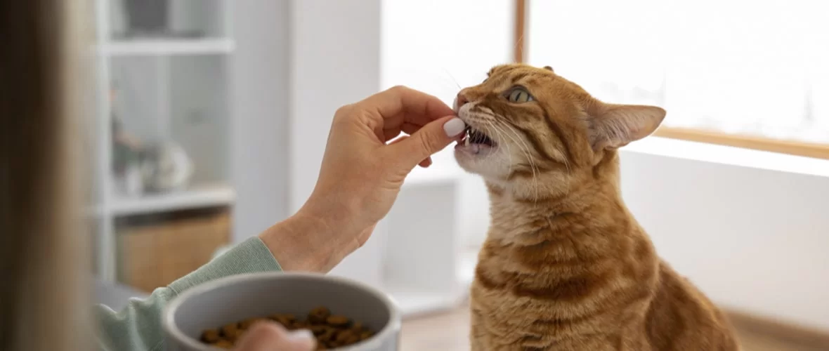 mi-gato-no-come-.jpg