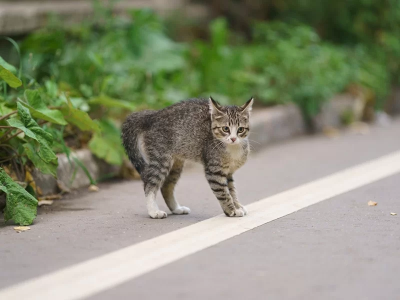 ¿Por qué los gatos mueven la cola?