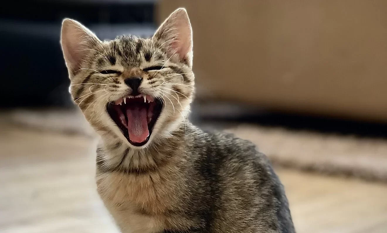 ¿Por qué mi gato estornuda mucho? Causas, cuándo preocuparse y cómo diferenciar alergia de infección