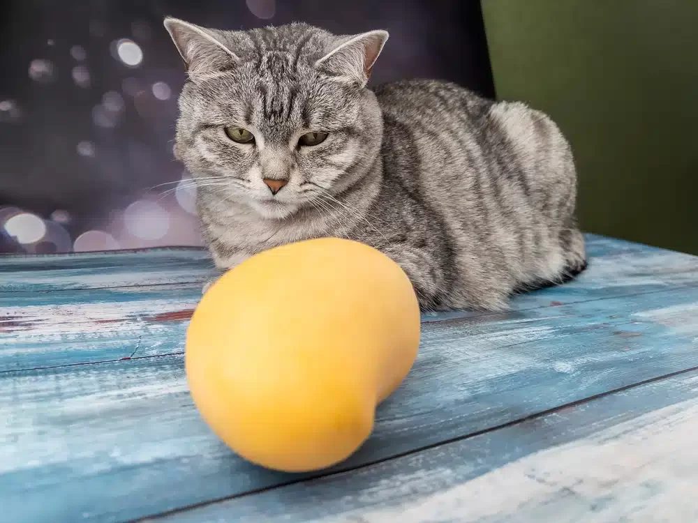 cateatmango2.webp