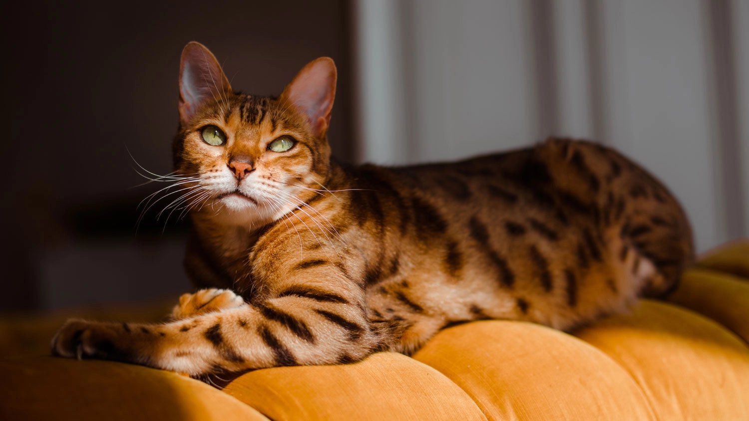 quietcat.jpg