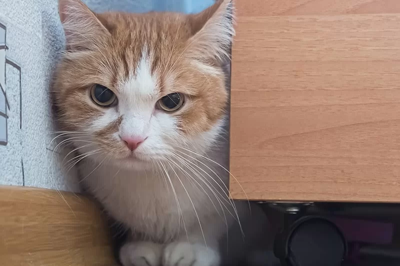 unhealthycat2.jpg