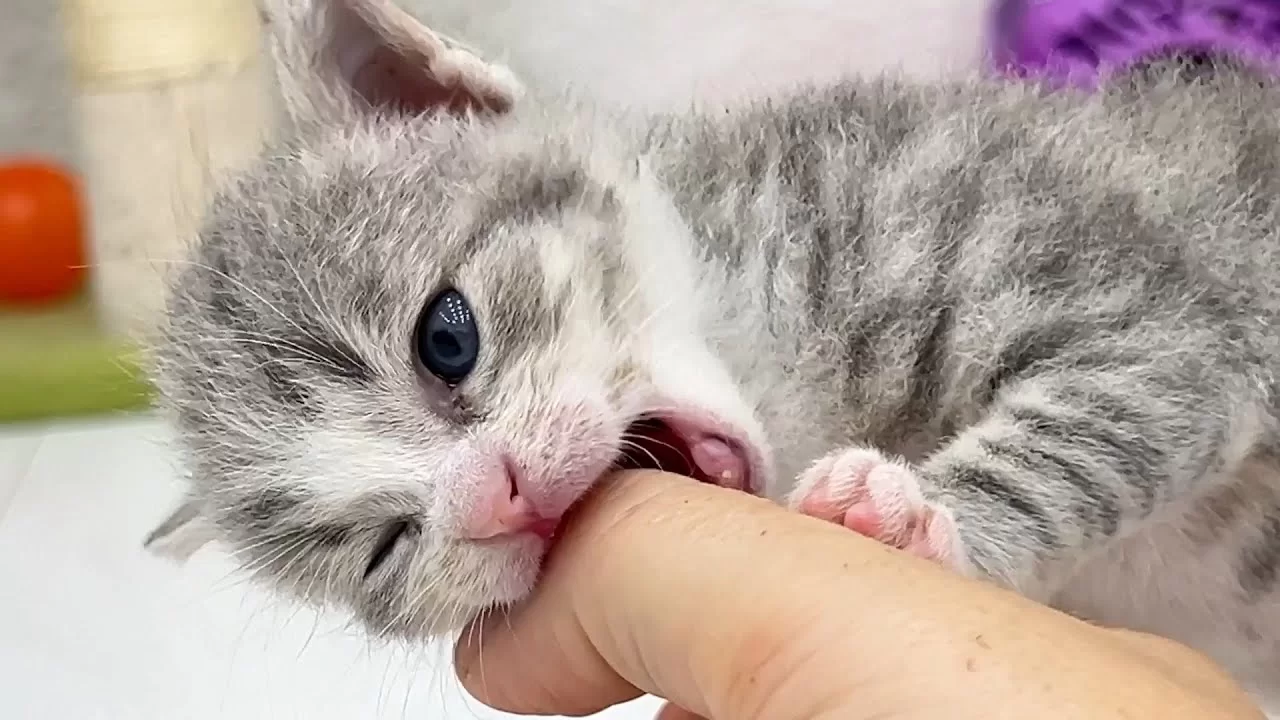 Por qué mi gatito me muerde: cómo evitar que muerda manos y enseñarle a jugar sin hacer daño
