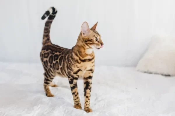 gatocolaenformadesignodeinterrogación.webp