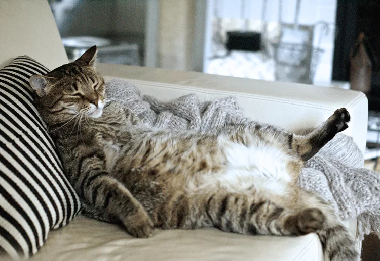 gatosadultosdejandeamasar.png