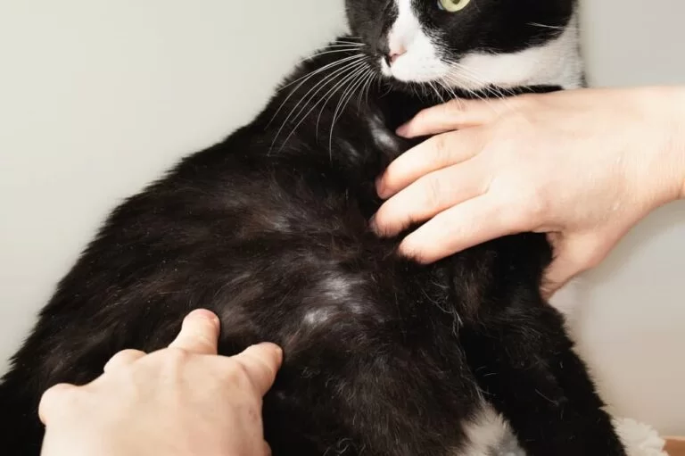 Quéseñalesindicanquedeboacudiralveterinario.jpg
