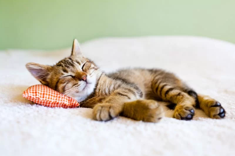 ¿Por qué los gatos duermen mucho?