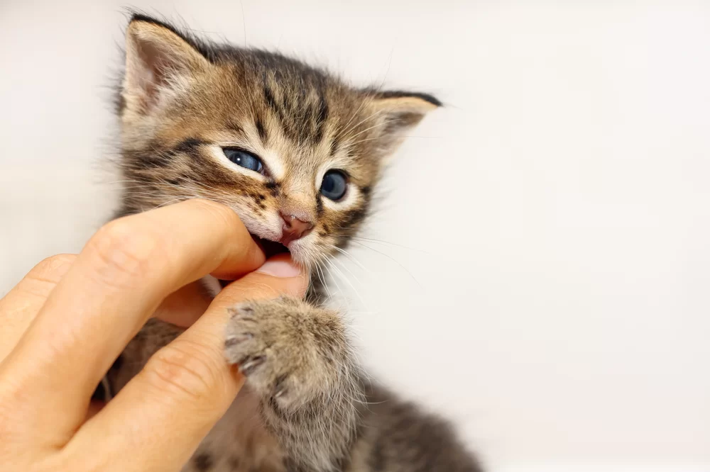 kittenbiting1.png