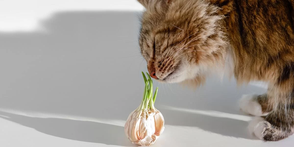 ¿Los gatos pueden comer ajo? Toxicidad, síntomas y qué hacer si tu gato lo ingiere