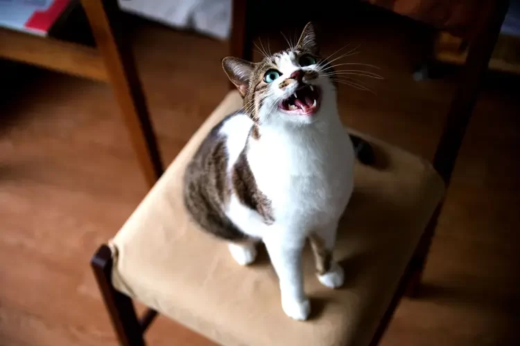 1800x1200_why_is_my_cat_meowing_excessively_bigbead.webp