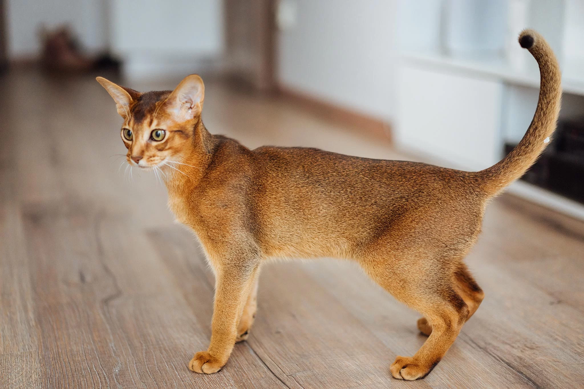 ¿Por qué mi gato pierde peso? 7 causas y cuándo ir al veterinario