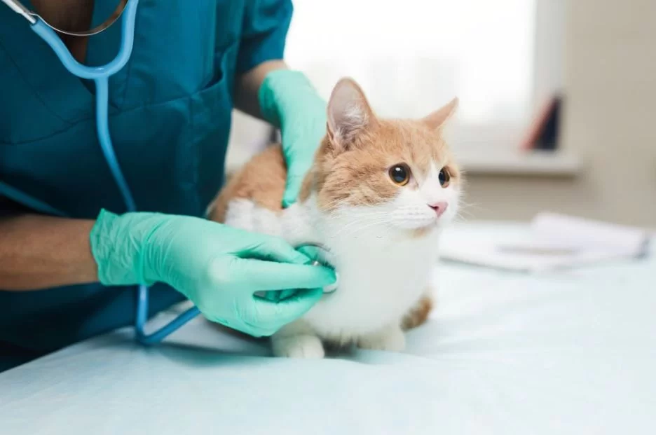 mi-gato-esta-decaido.jpg